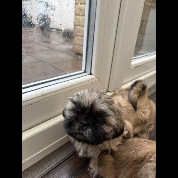 Shih Tzu - Both