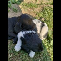 Springador - Both
