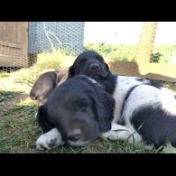 Springador - Both
