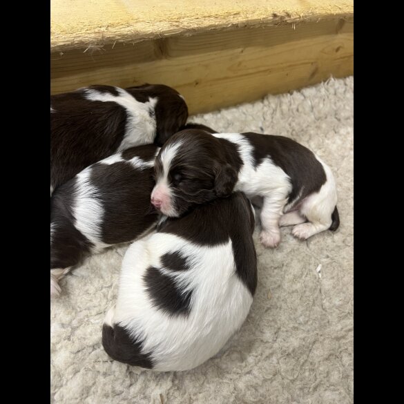 English Springer Spaniel - Both