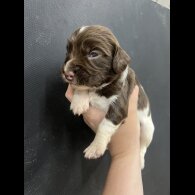 English Springer Spaniel - Both
