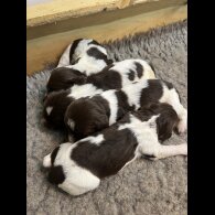 English Springer Spaniel - Both