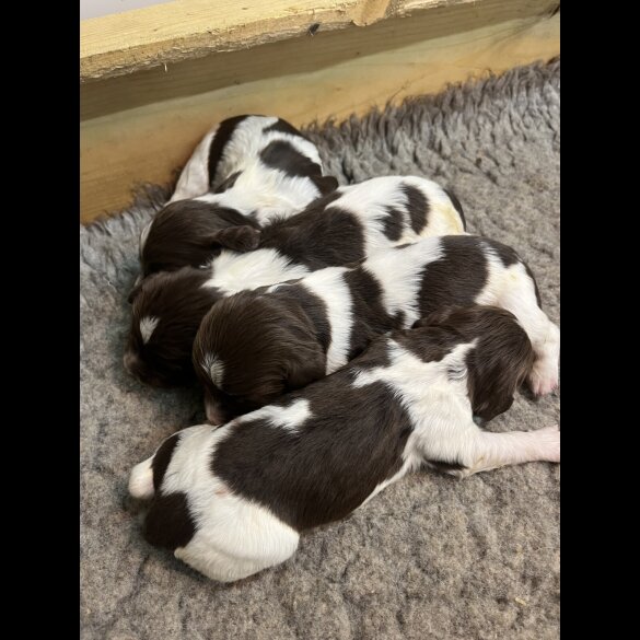 English Springer Spaniel - Both