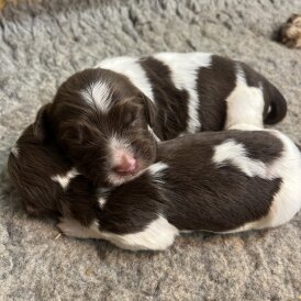 English Springer Spaniel - Both