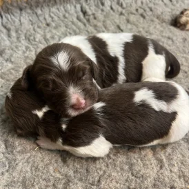 English Springer Spaniel - Both