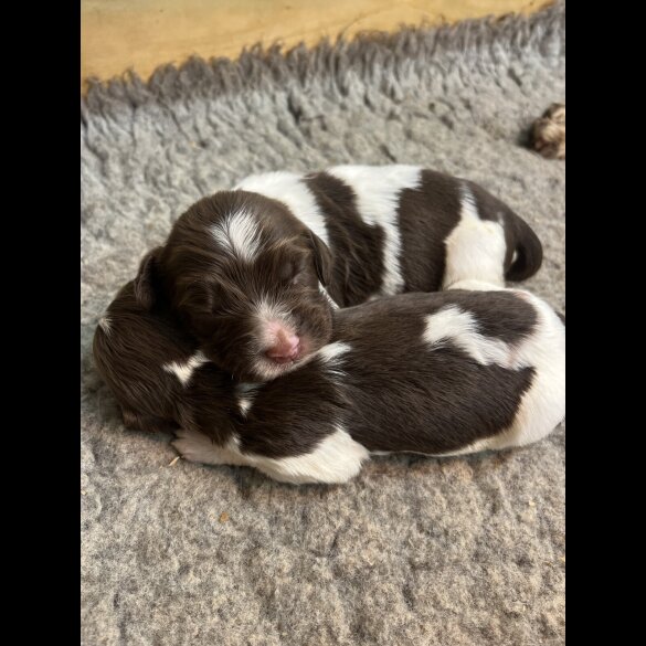 English Springer Spaniel - Both
