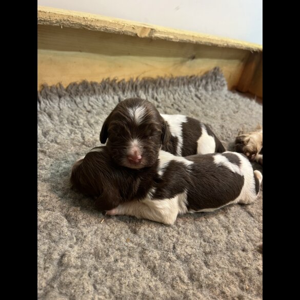 English Springer Spaniel - Both