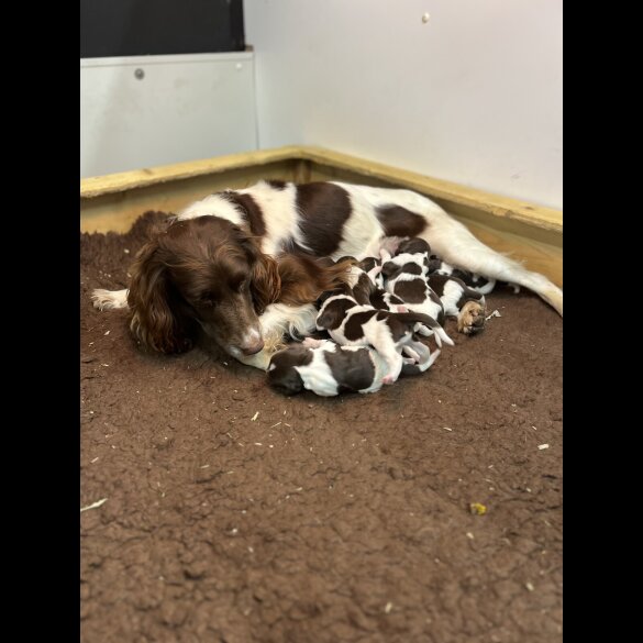 English Springer Spaniel - Both