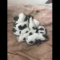 English Springer Spaniel - Both