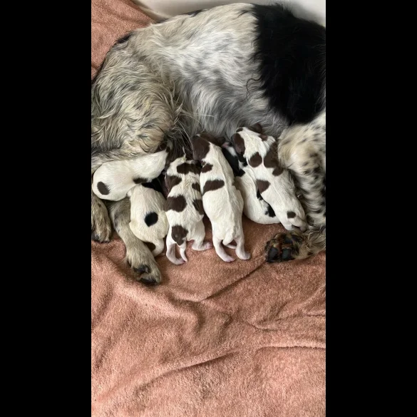 English Springer Spaniel - Both