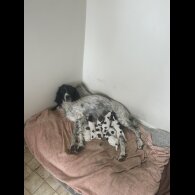 English Springer Spaniel - Both