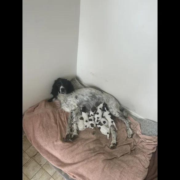 English Springer Spaniel - Both