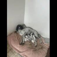 English Springer Spaniel - Both