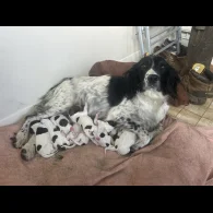English Springer Spaniel - Both
