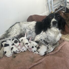 English Springer Spaniel - Both