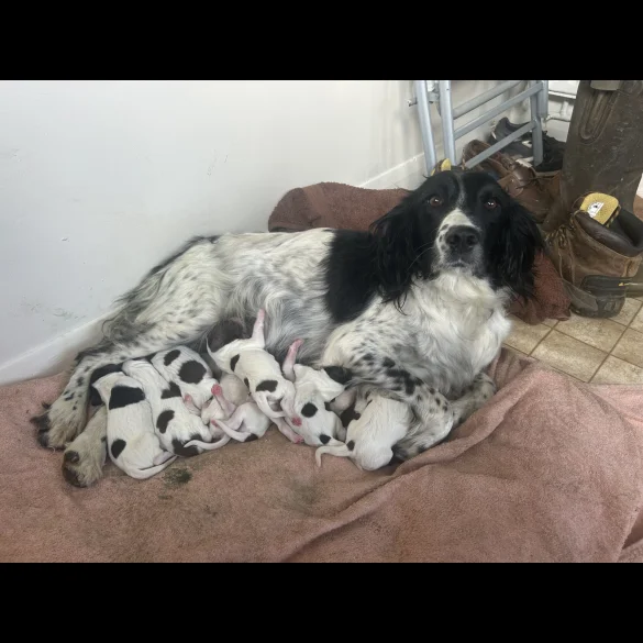 English Springer Spaniel - Both