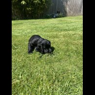 Sprocker Spaniel - Dogs
