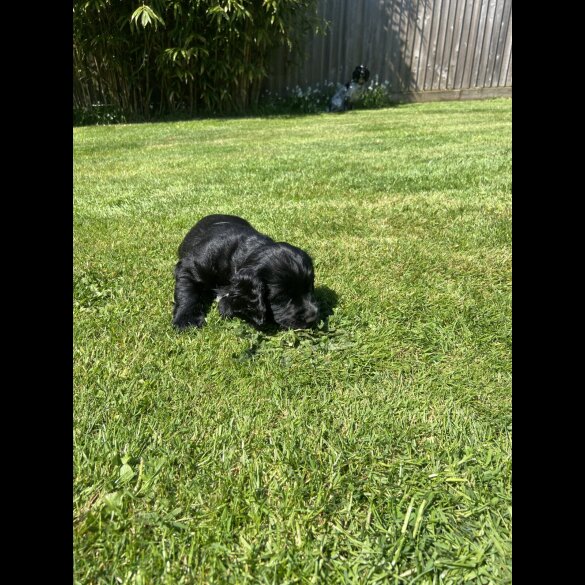 Sprocker Spaniel - Dogs