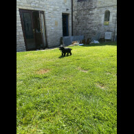 Sprocker Spaniel - Dogs