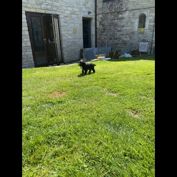 Sprocker Spaniel - Dogs