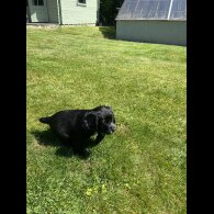 Sprocker Spaniel - Dogs