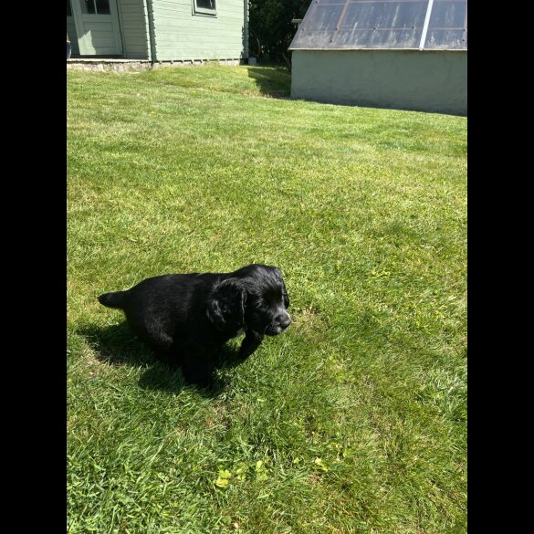 Sprocker Spaniel - Dogs