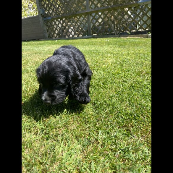 Sprocker Spaniel - Dogs