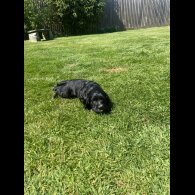 Sprocker Spaniel - Dogs
