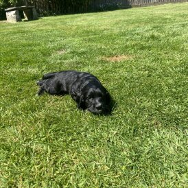 Sprocker Spaniel - Dogs