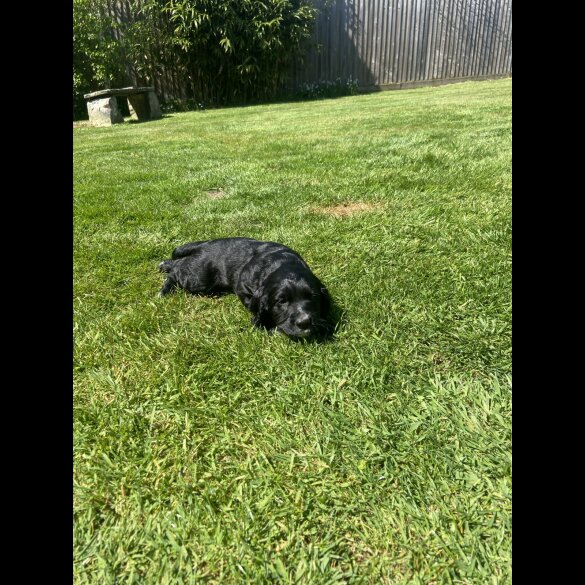Sprocker Spaniel - Dogs