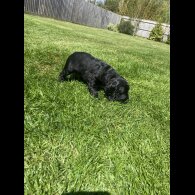 Sprocker Spaniel - Dogs