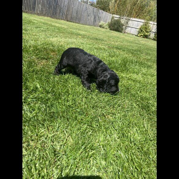 Sprocker Spaniel - Dogs