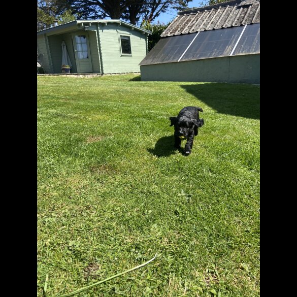 Sprocker Spaniel - Dogs