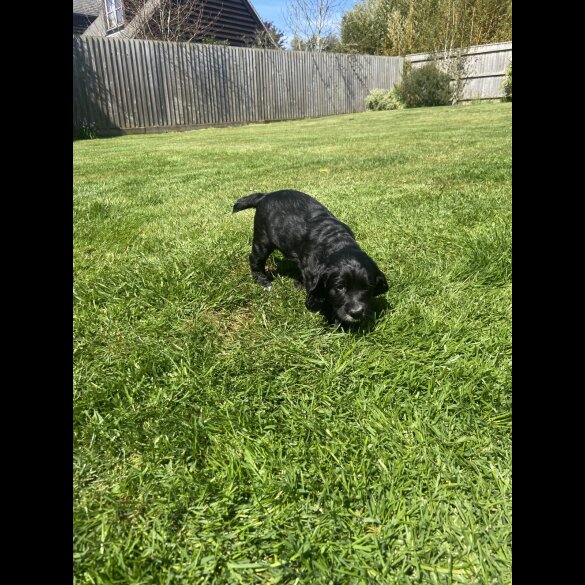Sprocker Spaniel - Dogs
