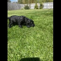 Sprocker Spaniel - Dogs