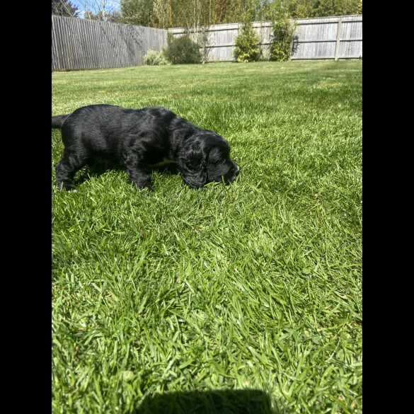 Sprocker Spaniel - Dogs