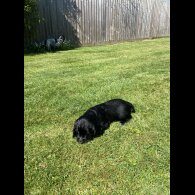 Sprocker Spaniel - Dogs