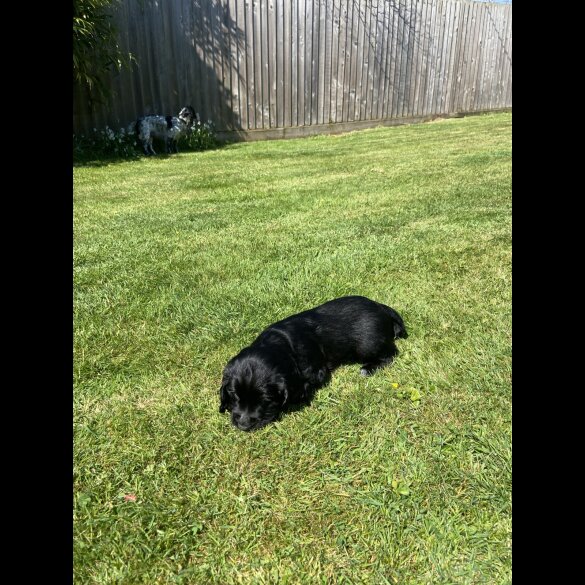 Sprocker Spaniel - Dogs