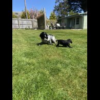 Sprocker Spaniel - Dogs