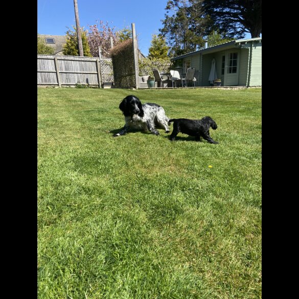 Sprocker Spaniel - Dogs