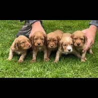 Sprocker Spaniel - Dogs