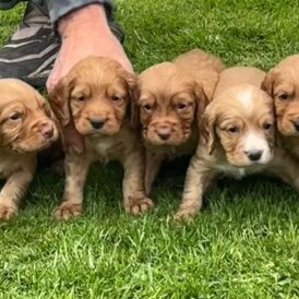 Sprocker Spaniel - Dogs