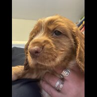 Sprocker Spaniel - Both