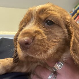 Sprocker Spaniel - Both