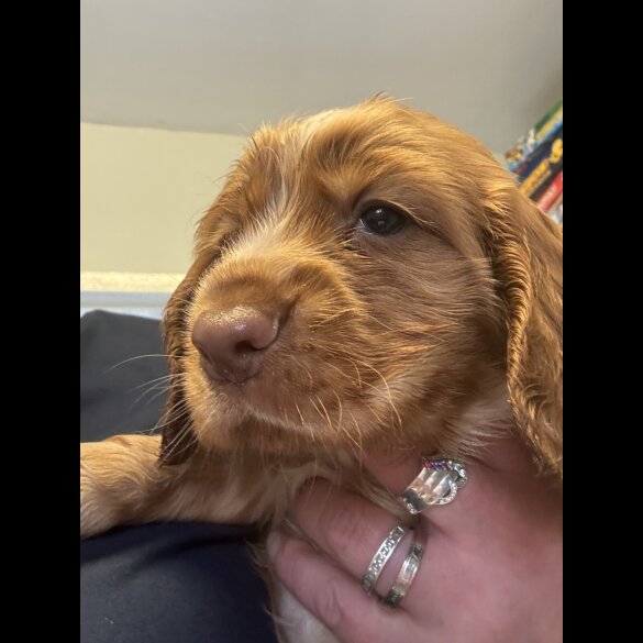 Sprocker Spaniel - Both