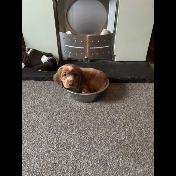Sprocker Spaniel - Both