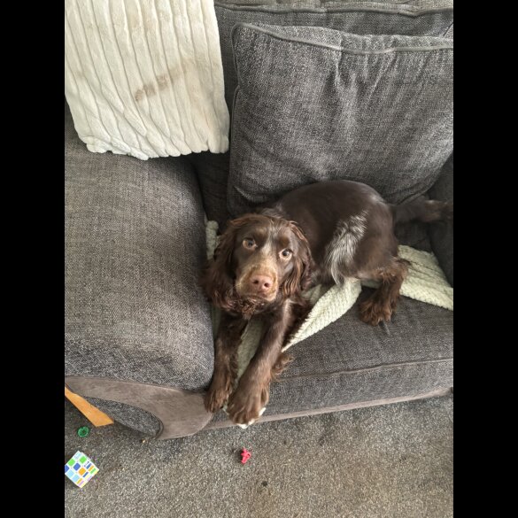 Sprocker Spaniel - Both