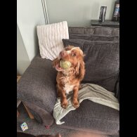 Sprocker Spaniel - Both