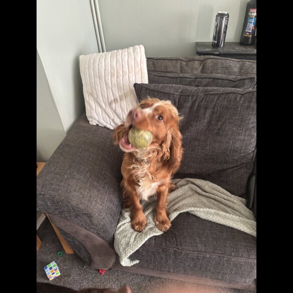 Sprocker Spaniel - Both