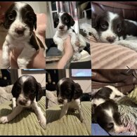 Sprocker Spaniel - Both